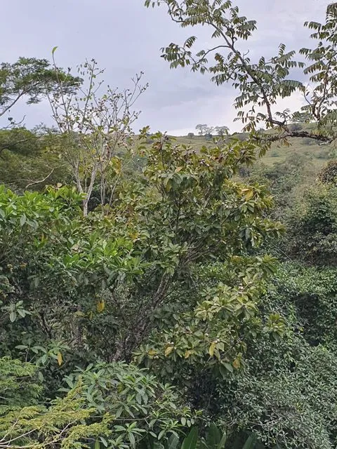 Foto de Genipa americana L.