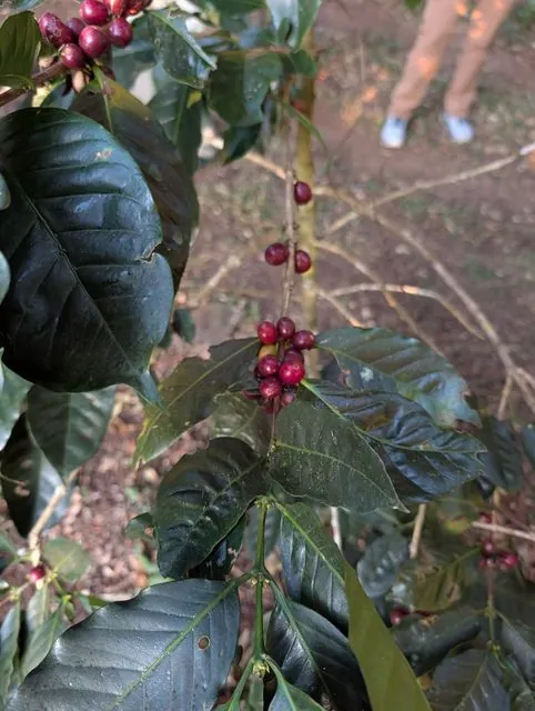 Foto de Coffea arabica L.