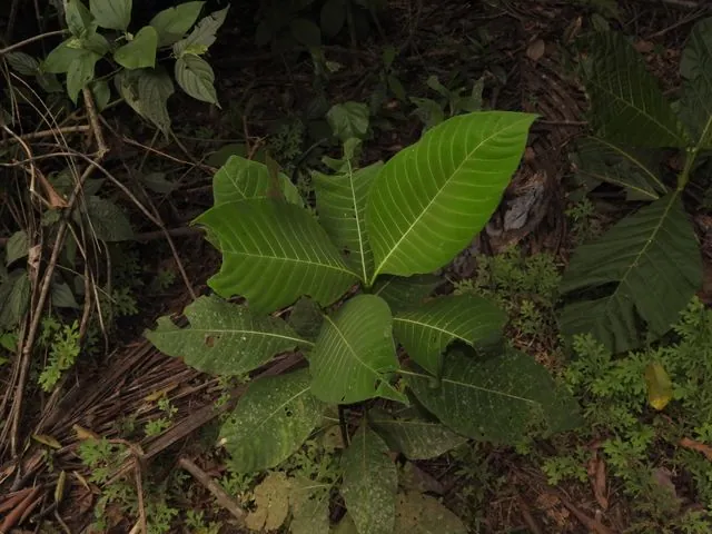 Foto de Palicourea guianensis Aubl.