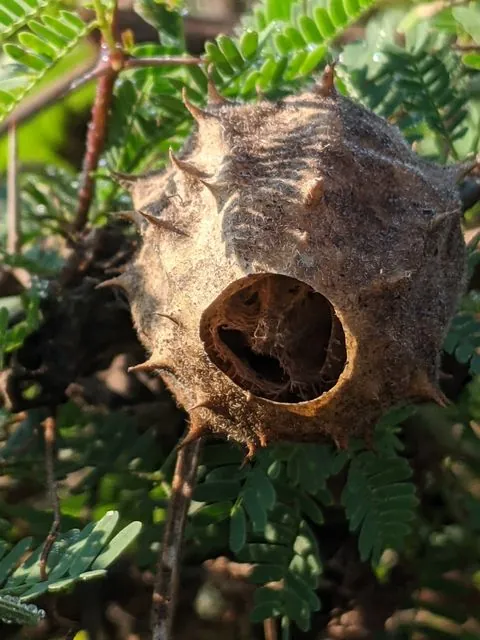 Foto de Luffa operculata (L.) Cogn.