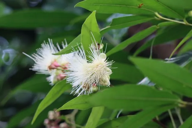Foto de Syzygium jambos (L.) Alston