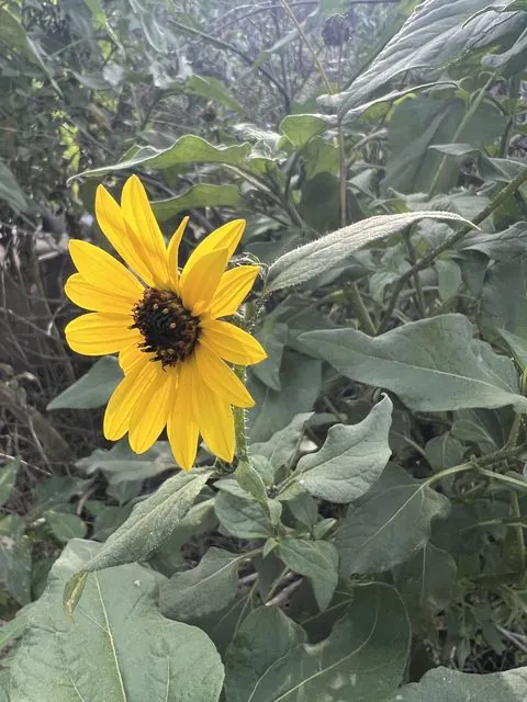 Foto de Helianthus annuus L.