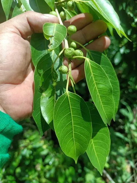 Foto de Ficus pertusa L.fil.