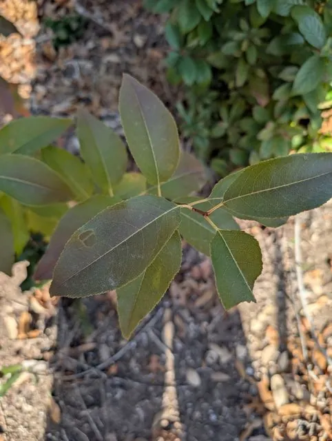 Foto de Prunus serotina Ehrh.