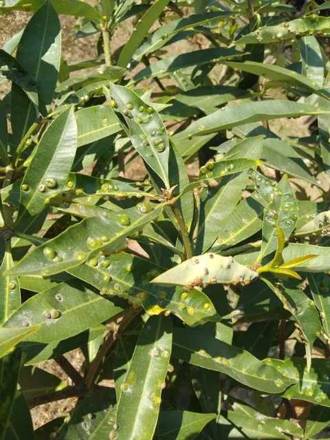 Foto de Alstonia scholaris (L.) R.Br.