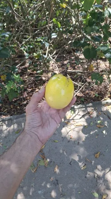 Foto de Passiflora edulis Sims