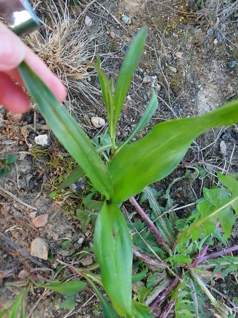 Foto de Zea mays L.