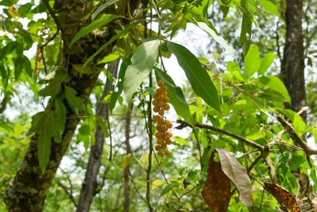 Foto de Citharexylum donnell-smithii Greenm.