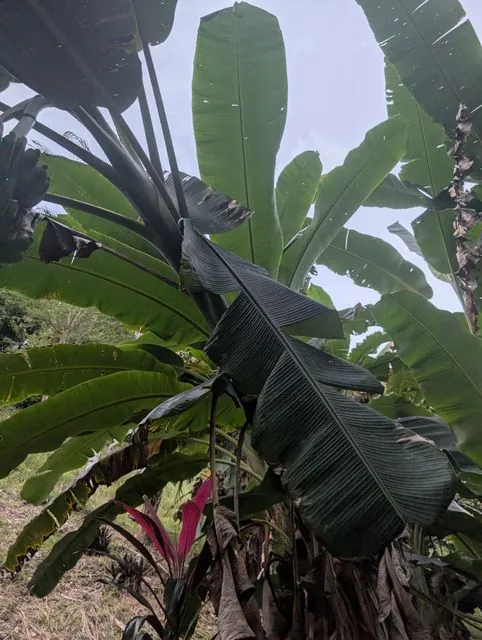 Foto de Musa ×paradisiaca L.