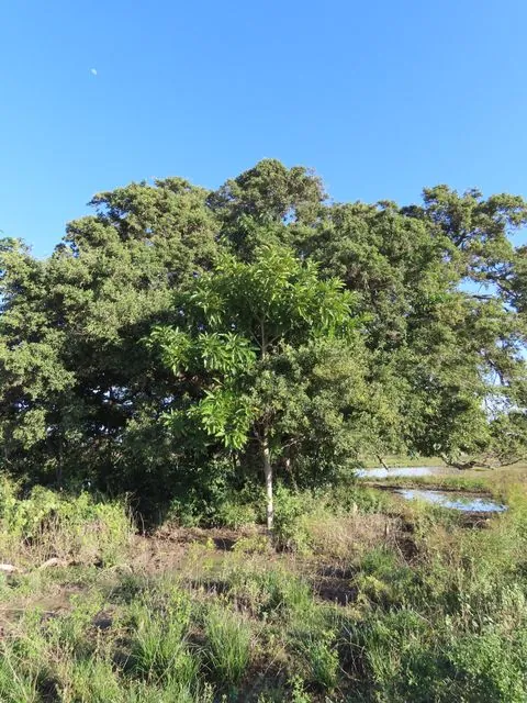 Foto de Genipa americana L.