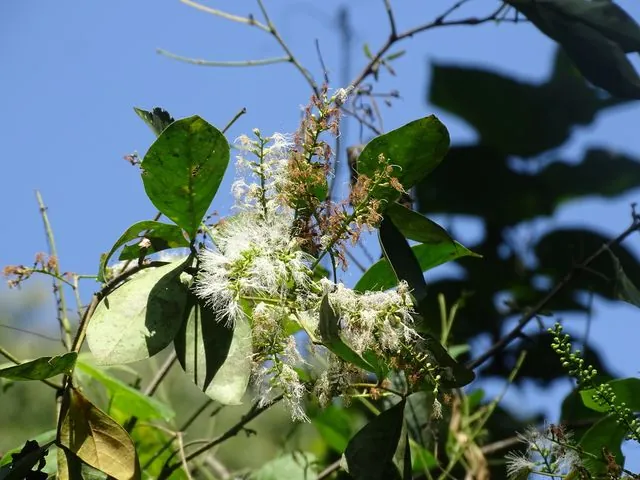 Foto de Inga laurina (Sw.) Willd.