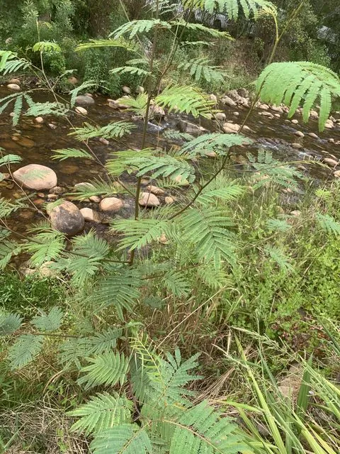 Foto de Paraserianthes lophantha (Willd.) I.C.Nielsen