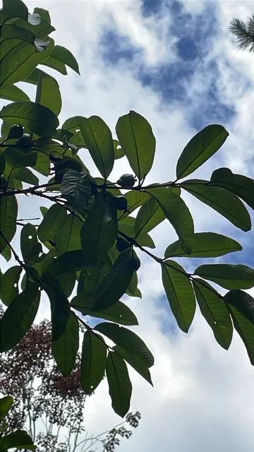 Foto de Psidium guajava L.