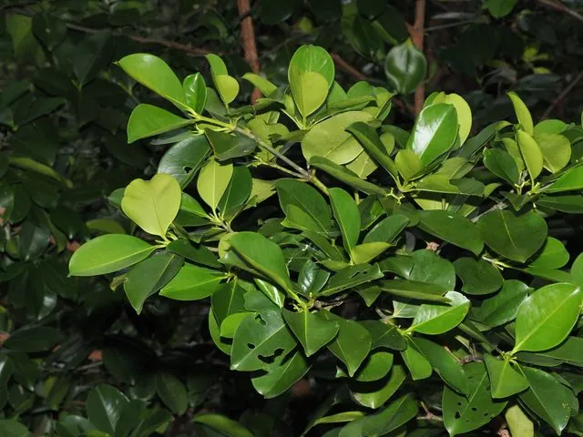 Foto de Carallia brachiata (Lour.) Merr.