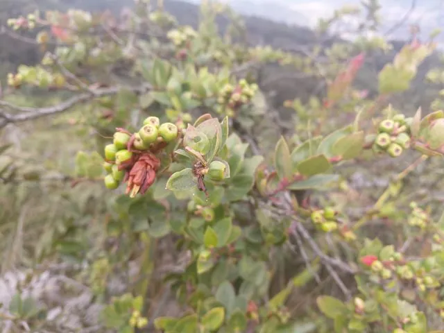 Foto de Cavendishia bracteata (Ruiz & Pav. ex A.St.-Hil.) Hoerold