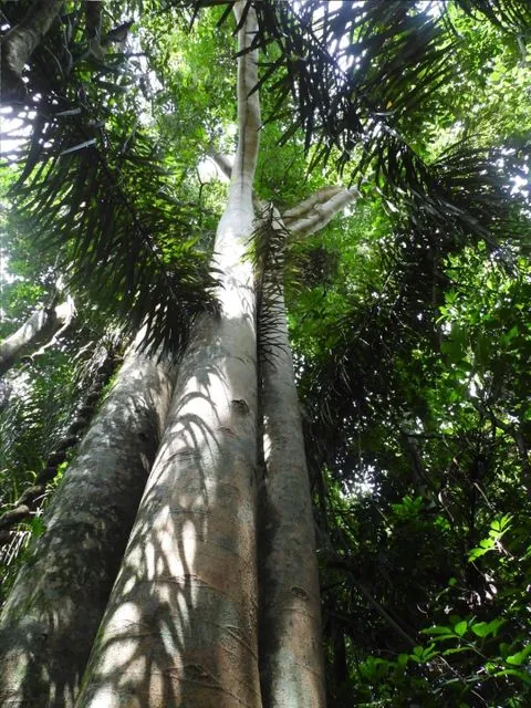 Foto de Ficus insipida Willd.