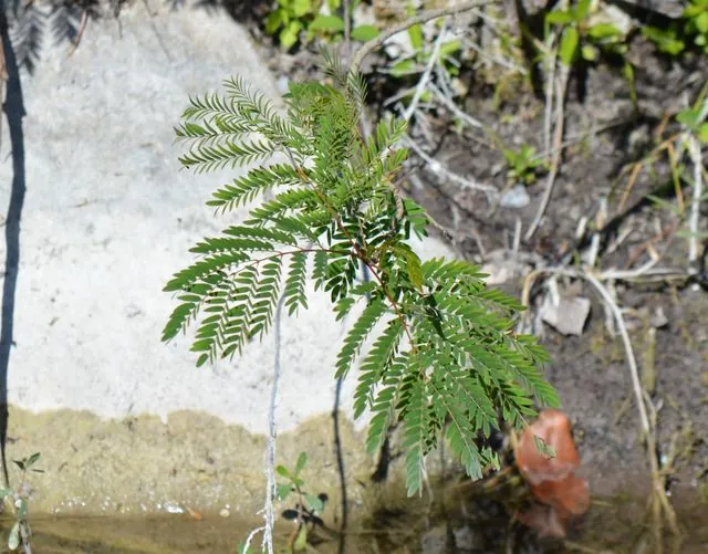 Foto de Leucaena leucocephala (Lam.) de Wit