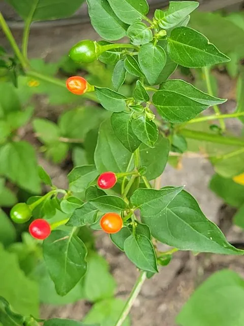 Foto de Capsicum annuum L.