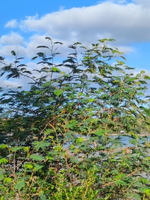 Foto de Paraserianthes lophantha (Willd.) I.C.Nielsen