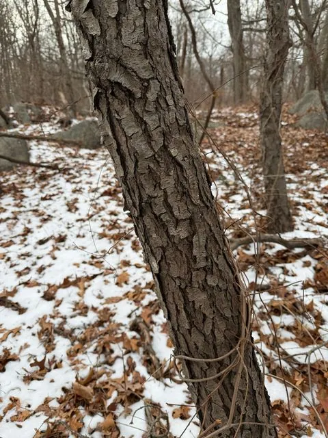 Foto de Prunus serotina Ehrh.