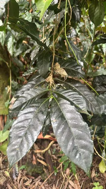 Foto de Coffea arabica L.
