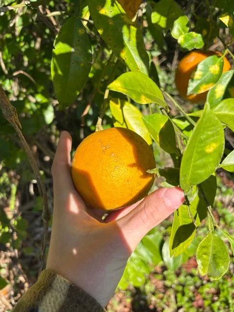 Foto de Citrus ×aurantium L.