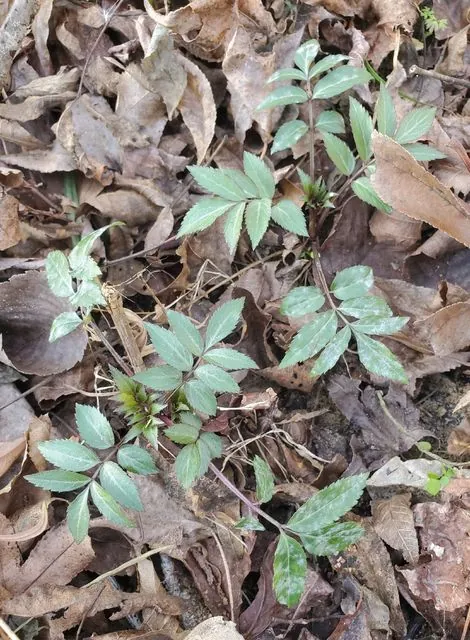 Foto de Sambucus canadensis L.