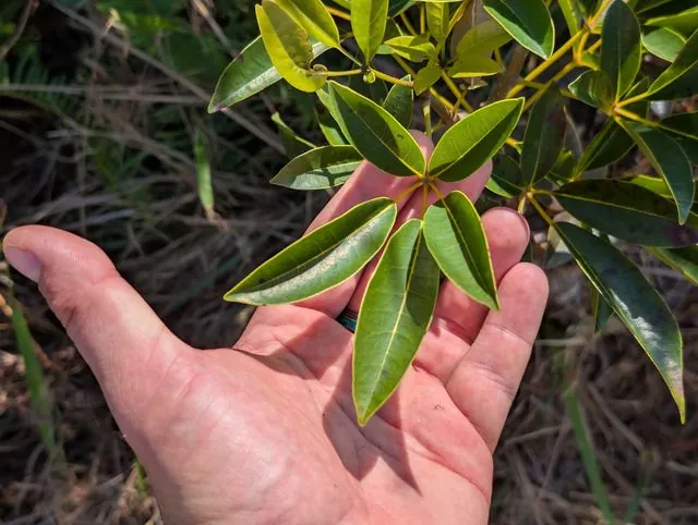 Foto de Tabebuia heterophylla (DC.) Britton