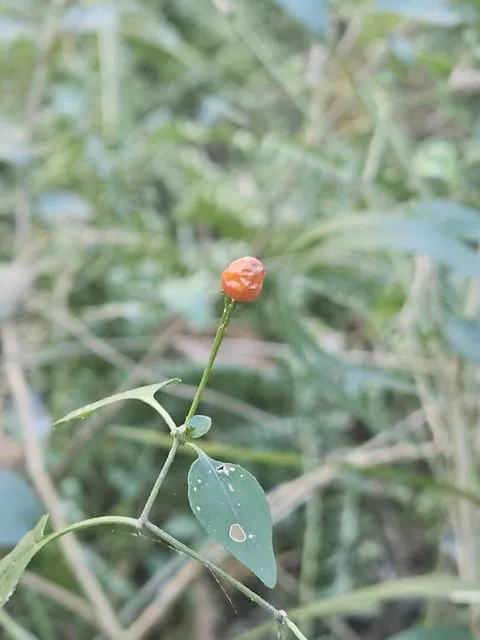 Foto de Capsicum annuum L.