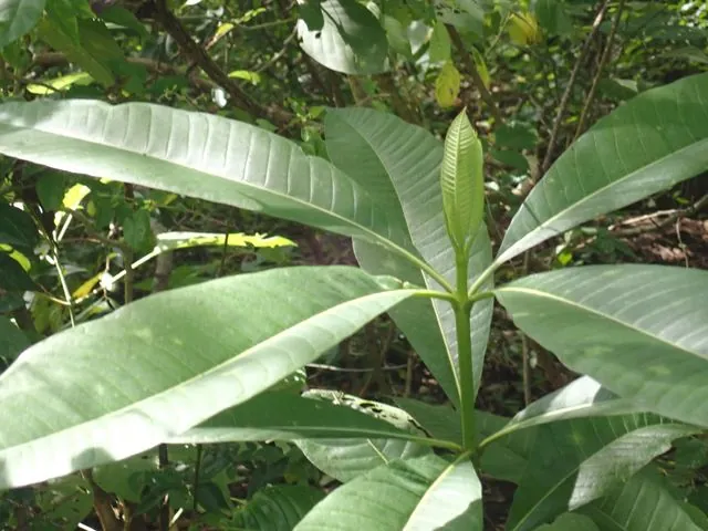 Foto de Alstonia scholaris (L.) R.Br.