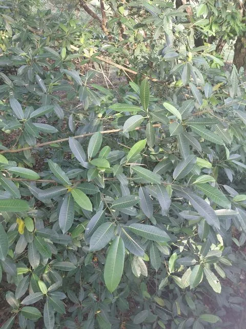 Foto de Ficus insipida Willd.