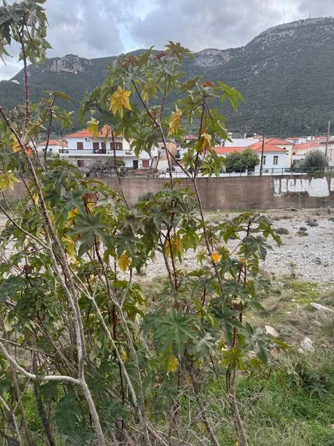 Foto de Ricinus communis L.