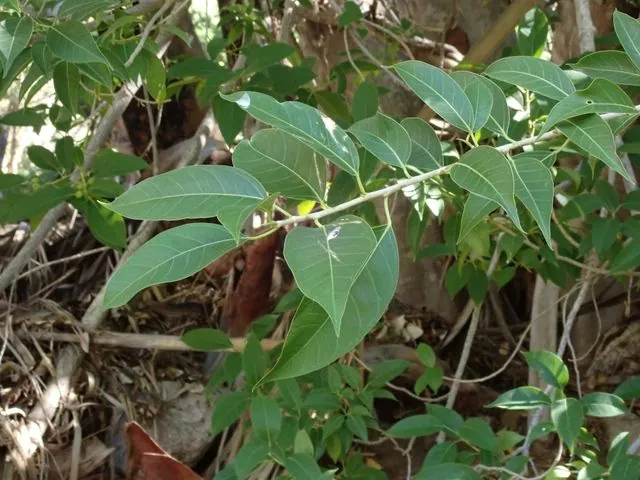 Foto de Ficus pertusa L.fil.