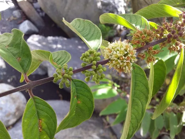 Foto de Adenaria floribunda Kunth