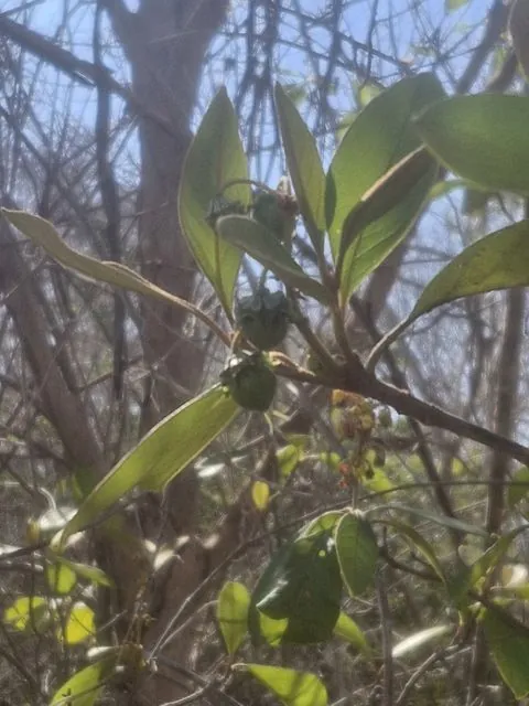 Foto de Byrsonima crassifolia (L.) Kunth