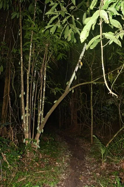 Foto de Theobroma cacao L.