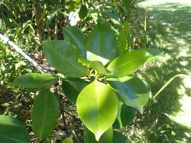 Foto de Carallia brachiata (Lour.) Merr.