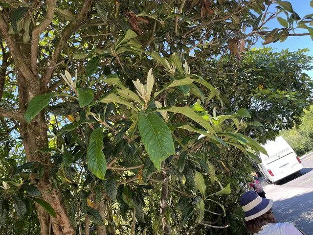 Foto de Rhaphiolepis bibas (Lour.) Galasso & Banfi