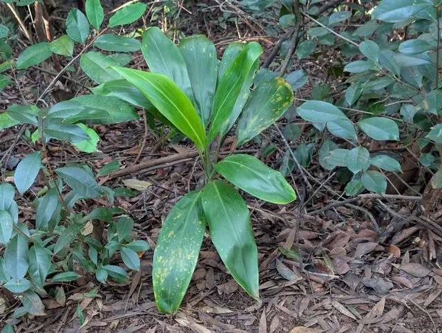 Foto de Cordyline fruticosa (L.) A.Chev.