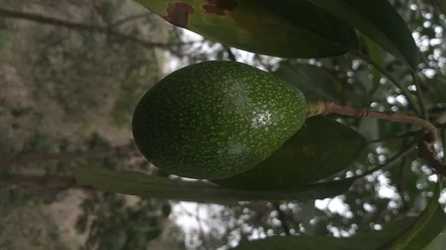Foto de Persea americana Mill.