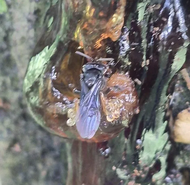 Foto de Trigona spinipes (Fabricius, 1793)