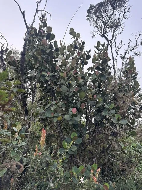Foto de Clusia multiflora Kunth