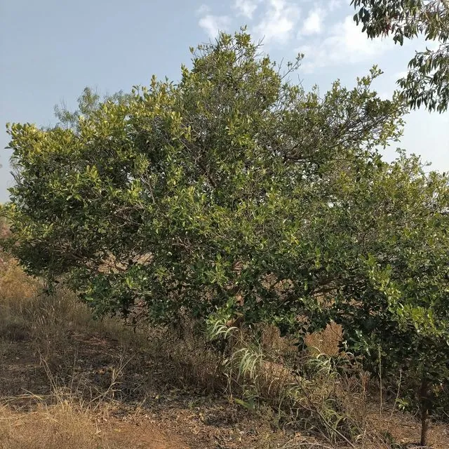 Foto de Carallia brachiata (Lour.) Merr.