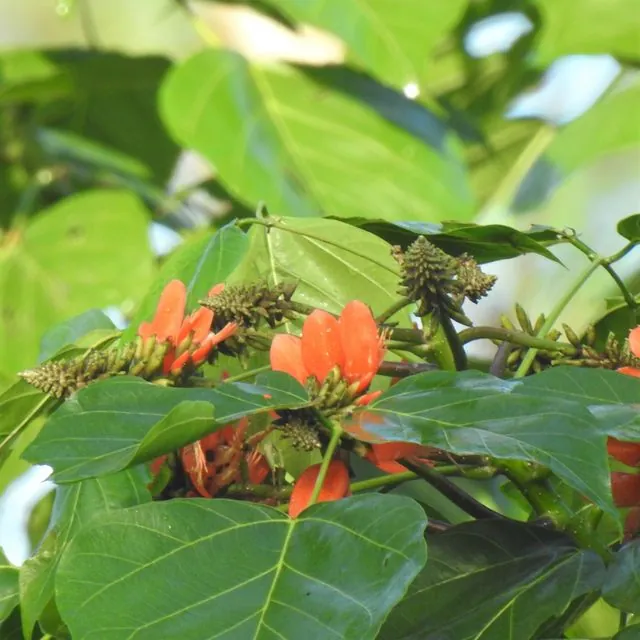 Foto de Erythrina subumbrans (Hassk.) Merr.