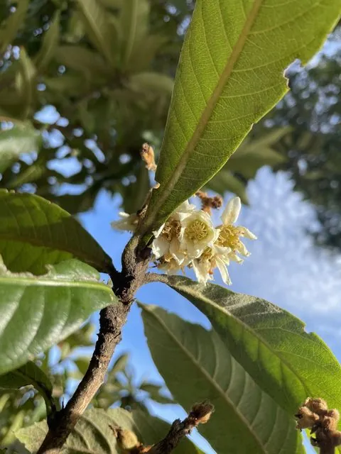Foto de Rhaphiolepis bibas (Lour.) Galasso & Banfi