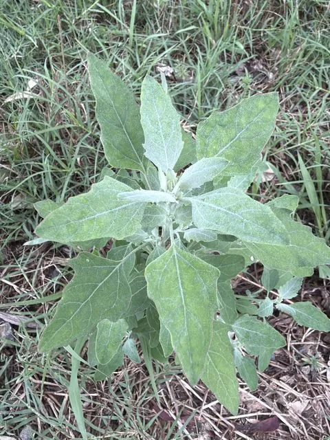 Foto de Chenopodium album L.