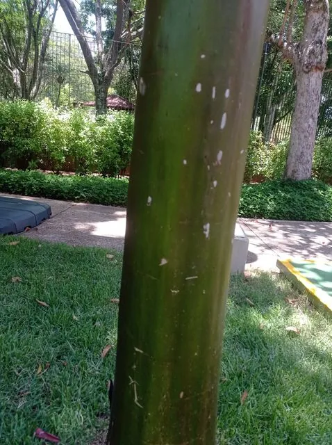 Foto de Calycophyllum spruceanum (Benth.) Hook.f. ex K.Schum.