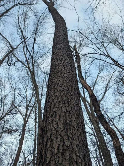 Foto de Prunus serotina Ehrh.