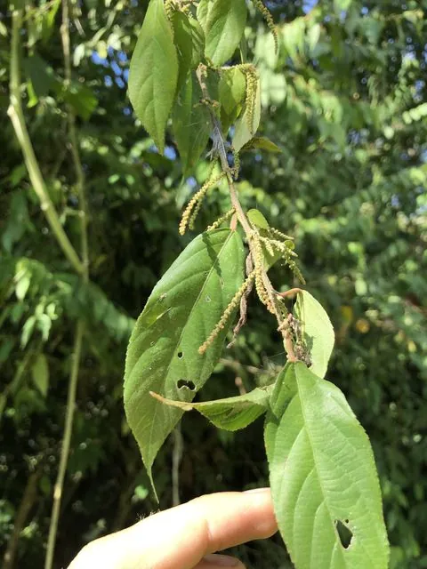 Foto de Acalypha diversifolia Jacq.