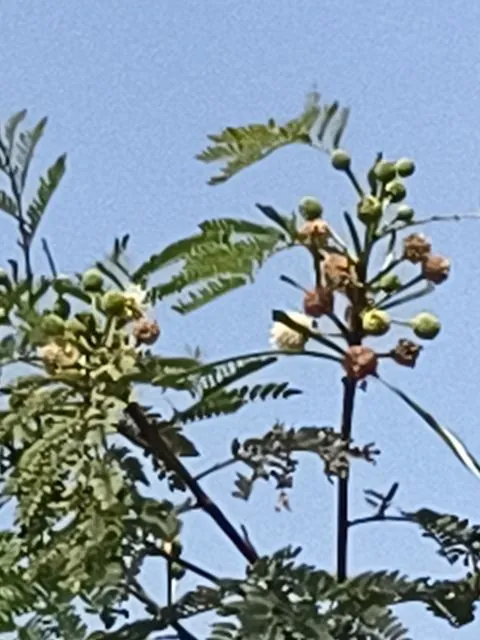 Foto de Leucaena leucocephala (Lam.) de Wit